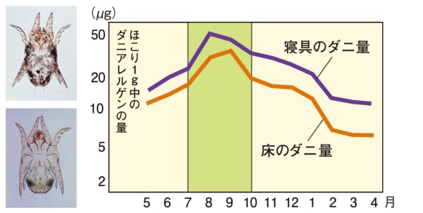 チリダニの一種。いずれも全長0.2～0.4mm。左下はヤケヒョウヒダニ、左上はナヒョウヒダニで、やや乾燥した場所を好む（ダニ写真提供：エフシージー総合研究所・川上裕司部長）。グラフは、東京都多摩地区の一般家庭8軒の室内中ダニアレルゲンを測定したもの。（データ：Ann Allergy Asthma Immunol.;76,2,170-174,1996を改変）