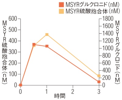 21～30歳の男性3人に15gのマヌカハニー（5.8mgのレプトスペリン、1.9mgのメチルシリンゲート（MSYR）含有）を摂取させ、血中・尿中の成分（代謝物）を観察した。その結果、2成分の代謝物にあたるMSYR硫酸抱合体の血中濃度は食後1時間、MSYRグルクロニドは食後30分が最も高かった（グラフ）。また、尿中濃度は食後4時間が最も高く、24時間後まで観察された。（データ：Mol.Nutr.Food Res.;61,9,1700122,2017）