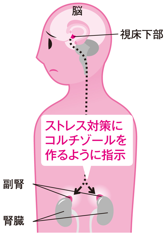 しつこい疲れは「副腎疲労」かも？ ホルモンとの関係は （2