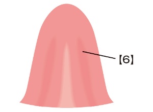 舌の裏側の図