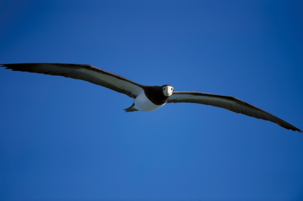 「カツオドリは島中で見かけました。翼を広げると全長1.4メートル以上。僕はこの写真のように、何度もカツオドリと目がバッチリ合いました（カメラ目線！）。横からは、長いくちばしが見えますよ」