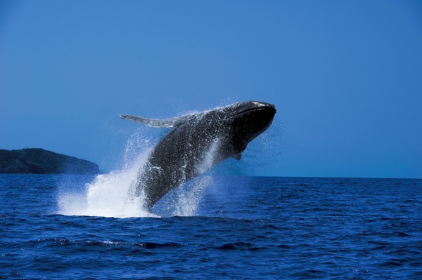 イルカに囲まれ 目前ではクジラが跳躍 小笠原の楽園 2ページ目 日経xwoman イルカに囲まれ 目前ではクジラが跳躍 小笠原の楽園 2ページ目 日経xwoman