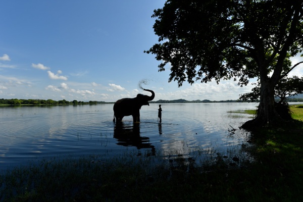 ホテルの目の前には、カンダラマ湖が広がっています。象が気持ちよさそうに水浴びをするシーンに遭遇しました