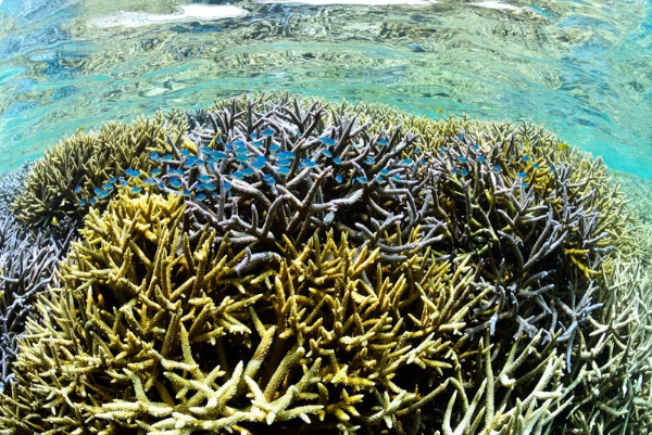 西表島・網取のサンゴ礁。「ぜひ拡大して見てください。真っ青なデバスズメダイが気持ちよさそうに泳いでいます。僕はシュノーケリングをして見ました」（三好さん）