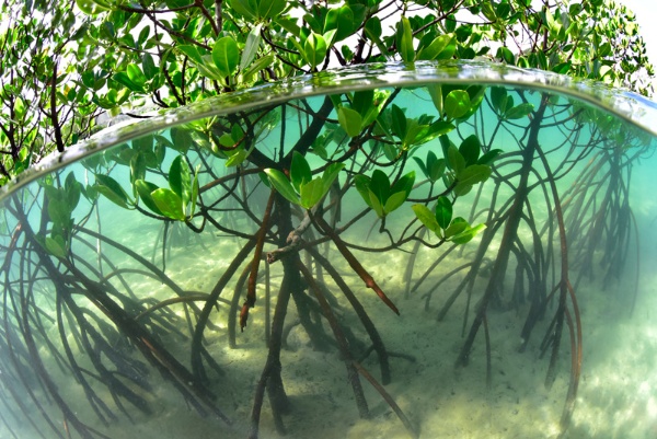 「マングローブの一種でタコ足のようなヤエヤマヒルギです。西表島で満潮と干潮の間に撮りました」。マングローブは海の生態系を守っている。陸から流れ込む泥や土、水を受け止めるフィルターのような役割があるという