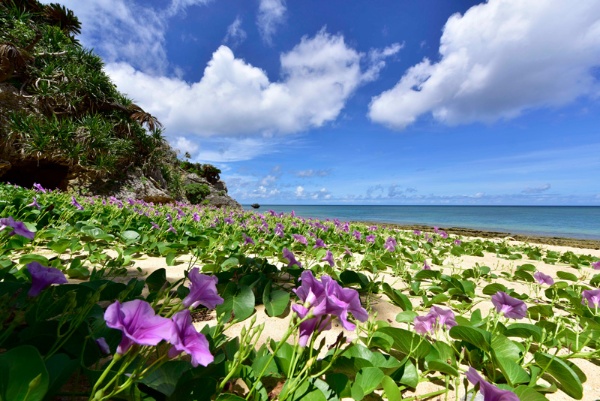 石垣島の海岸に群生して咲き誇っていたグンバイヒルガオ