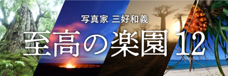 イルカに囲まれ 目前ではクジラが跳躍 小笠原の楽園 日経xwoman イルカに囲まれ 目前ではクジラが跳躍 小笠原の楽園 日経xwoman