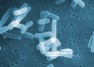 ロイテリ菌の写真