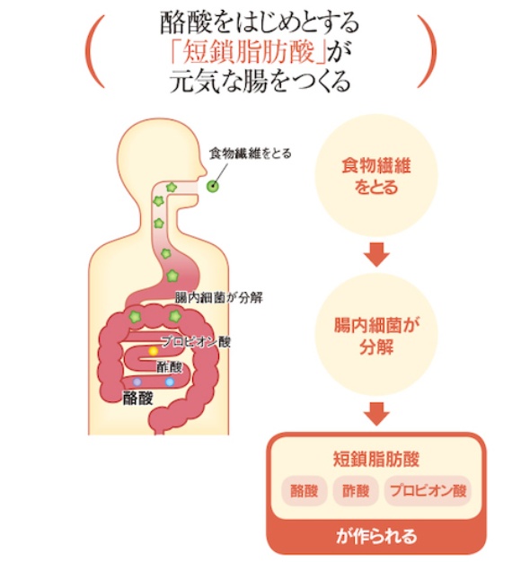 大腸にすむ有用菌は食物繊維をエサにして「短鎖脂肪酸」を産生する。短鎖脂肪酸には酪酸、酢酸などがあり、なかでも酪酸は大腸の主要なエネルギー源として使われている