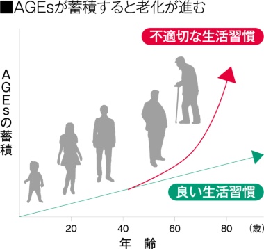 老化物質であるAGEsは加齢に伴って蓄積されていくが、糖化生活を送ることで蓄積量が急増。年齢が上がるほど差がつくため、早めのケアを心がけたい