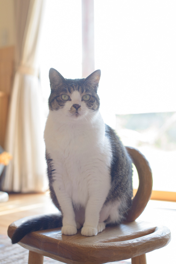 たくさん触れ合えなくても「にゃんちゅう」は愛する家族 （2ページ目