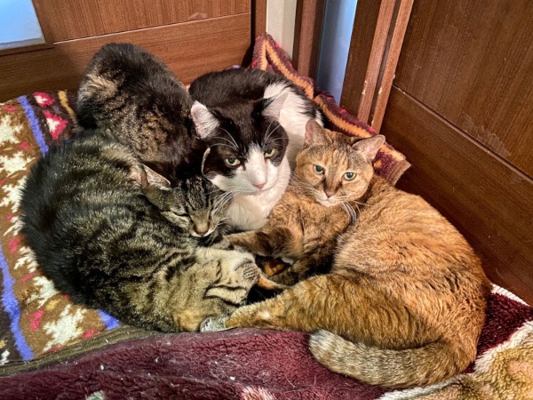 実家に残されていた4匹の老猫たち