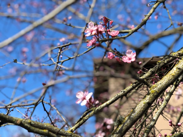 この連載を始めた1年ほど前は桜の季節。先日梅が咲いた。非日常の季節が一巡する