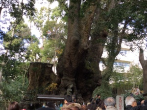 2000年以上も生きてきた大楠の木