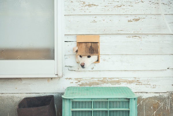 保護犬だった5歳のハク。家の外壁に設置した猫用の窓から顔を出している。地域では「どこに行くにも車が必要で、犬の散歩くらいでしか歩きません」