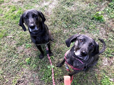 3匹の犬の散歩は日課。黒犬のピノ・ノワール（左）、ピノとよく似ていたので縁を感じて引き取ったミランダ（右）。茶色のナルトは人懐っこく、近所のおばあちゃん人気No.1。3匹とも保護犬だった
