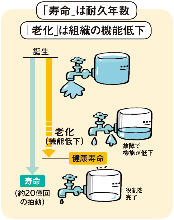 老化」は進化によって獲得した“生き残り戦略”だった：日経xwoman