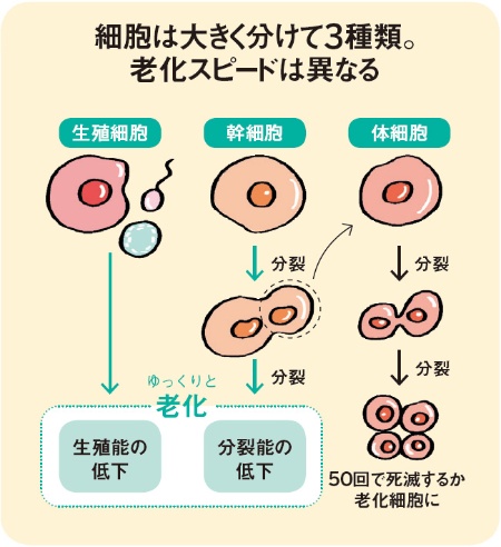 1個の受精卵から始まるヒトの体。細胞分裂し、大きく3つの役割に分かれる（細胞の分化）。組織や器官を構成する「体細胞」は約50回の分裂で死滅するが、「幹細胞」は常に新たな細胞を生み出す。「生殖細胞」は次世代を作る卵子や精子。「幹細胞」と「生殖細胞」の老化が個体の老化を意味する。