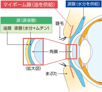 眼球の断面と涙の構造