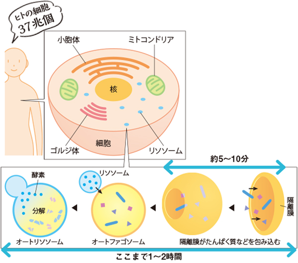 オートファジーとは、細胞中のさまざまなものを包み込んで分解する細胞内の掃除役