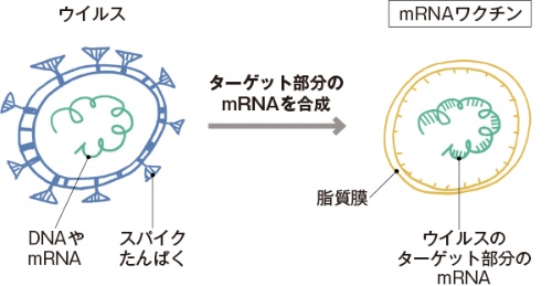 ■ウイルスの遺伝情報だけで作る「mRNAワクチン」