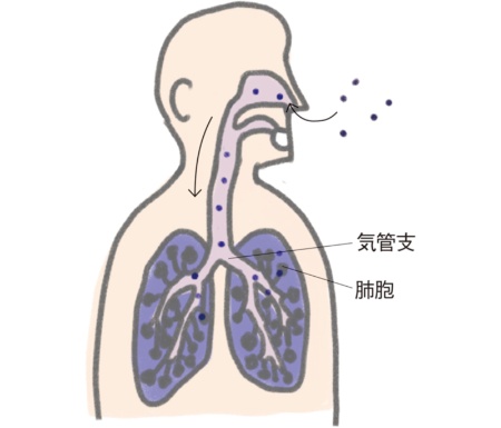 肺や痰からも検出されているマイクロプラスチック