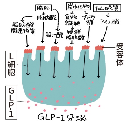 3大栄養素すべてがGLP-1分泌の刺激になる