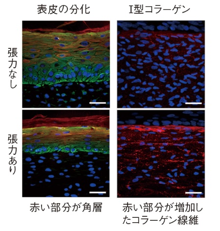 人工皮膚の細胞を蛍光免疫染色法で観察したところ、張力のある人工皮膚は、張力がないほうに比べて表皮のターンオーバーが促進し（画像左）、コラーゲン線維の量が増加する（画像右）ことが確認された。（画像提供／ロート製薬）