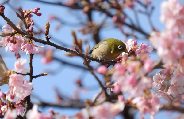 早咲きの桜が咲き始め、メジロが花を縫って飛び交う。2021年2月10日代々木公園にて撮影