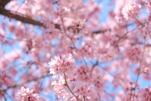 早咲きのオカメザクラ。東京日本橋の春を彩っている。去年は2月が暖かかったので、桜の開花が早かった。2021年2月27日撮影