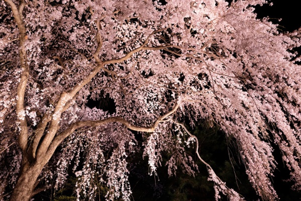 高田城址公園（新潟県）の夜桜、2018年4月7日撮影。この年は全国的に桜の開花・満開が早く、信越地方や東北南部の満開は平年より10日前後早かった