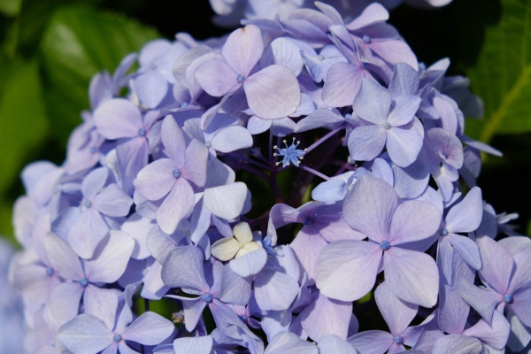 見たことある 梅雨時に咲くラッキードクダミと真の花 2ページ目 日経xwoman 見たことある 梅雨時に咲くラッキードクダミと真の花 2ページ目 日経xwoman
