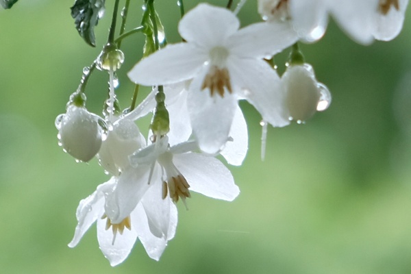 見たことある 梅雨時に咲くラッキードクダミと真の花 3ページ目 日経xwoman 見たことある 梅雨時に咲くラッキードクダミと真の花 3ページ目 日経xwoman