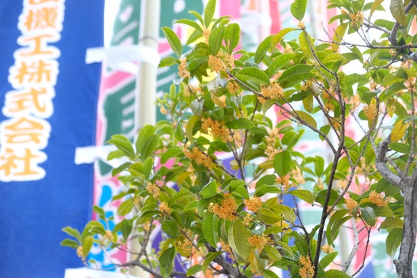 キンモクセイ開花が早すぎる今年 秋の桜 も見られる 日経xwoman キンモクセイ開花が早すぎる今年 秋の桜 も見られる 日経xwoman