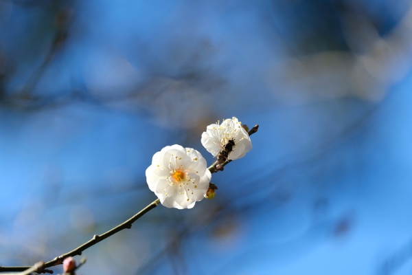 梅の花。1～2輪ほころんだだけで、春の足音が聞こえてくる。2021年1月20日北の丸公園にて撮影