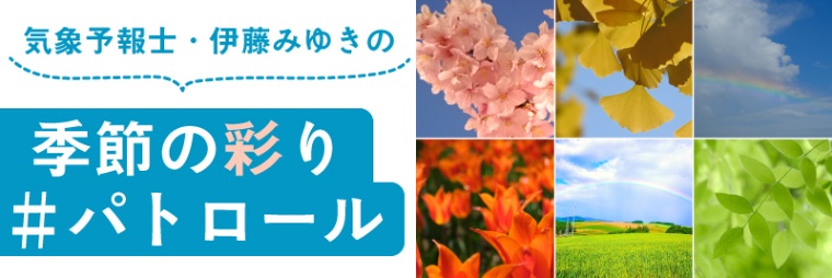 梅の花 と 波の花 最も寒い時期に咲く2つの花 日経xwoman 梅の花 と 波の花 最も寒い時期に咲く2つの花 日経xwoman