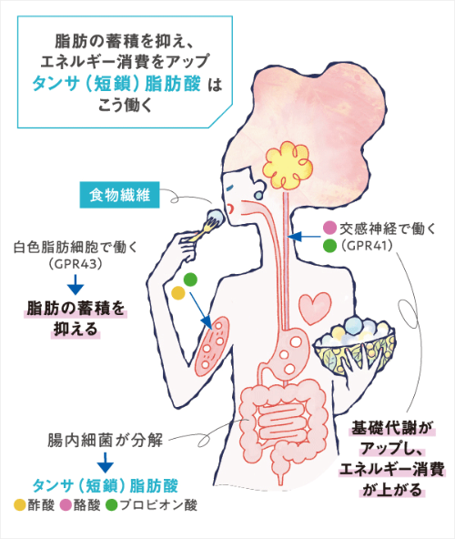 食事で摂取した食物繊維が消化されずに腸まで届き、ビフィズス菌などの腸内細菌によって分解されることで、タンサ(短鎖)脂肪酸が産生される。腸壁から吸収されたタンサ(短鎖)脂肪酸は血液に乗って全身を巡る。このうち、酢酸とプロピオン酸は白色脂肪細胞に発現する受容体「GPR43」の働きを活性化。インスリン受容体に働きかけて、過剰なエネルギーが脂肪細胞に取り込まれないようにする。酪酸とプロピオン酸は交感神経に発現する受容体「GPR41」の働きを活性化。ノルアドレナリンの分泌が促進され、心拍・体温が上昇し、エネルギー消費が高まる。