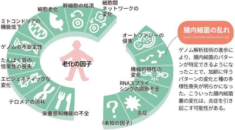 老化を進める要因の一つに腸内細菌 そのメカニズムとは