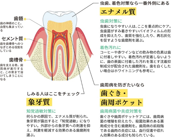 歯のどこに効かせる? 部位ごとの歯磨剤(しまざい)選びのポイント