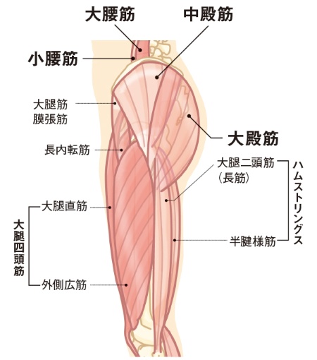 大きな筋肉が集まる股関節