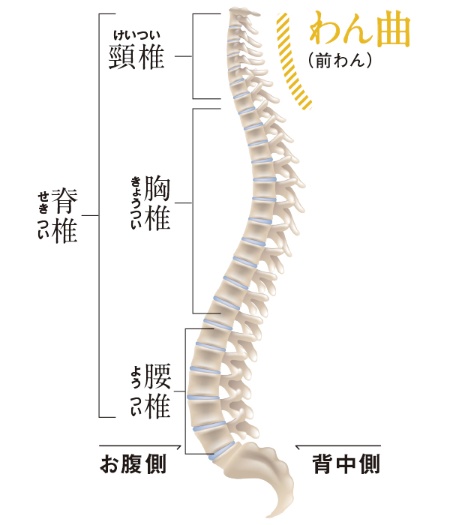 頸椎は 7 個の椎骨が積み木状に重なり構成されている。横から見ると丸みが前方向にわん曲。このカーブによって背骨にかかる負担や衝撃を和らげている（原図／123RF）