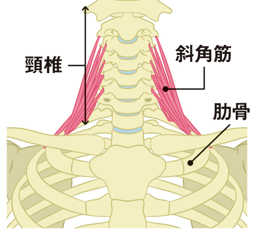 宗形テクニック 頸椎・胸椎部の痛みと肩こりの治療 宗形テクニック Basic Part2～頚椎・胸椎部の痛みと肩こり／上肢