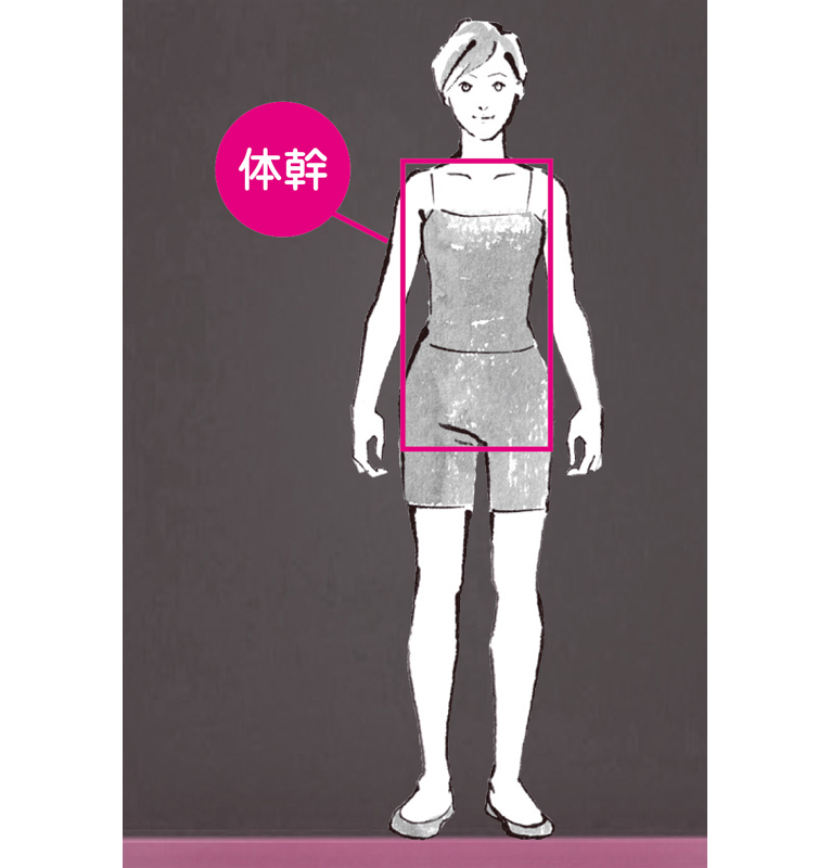 「体幹」とは頭、腕、脚を除いた体の中心部