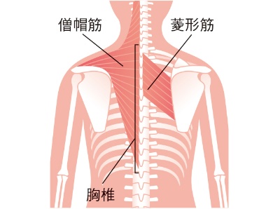 肩甲骨の間の筋肉が“体幹の安定性”と“柔軟性”を左右する