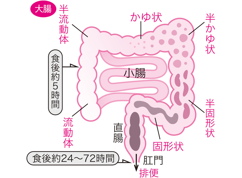 食べたものは大腸で流動体からかゆ状、固形状へと性状を変え、通常、食後24〜72時間ほどで便として排出される。腸の動きが悪いと、このプロセスに時間がかかり、便も硬くなる。