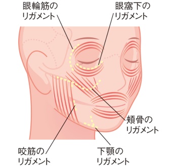 リガメントは上のイラストのように顔の数カ所にあるが、特にシワやたるみ予防に重要なのが示している5つ。ほうれい線予防には「眼窩下」「頬骨」「咬筋」の3つのリガメントがカギ