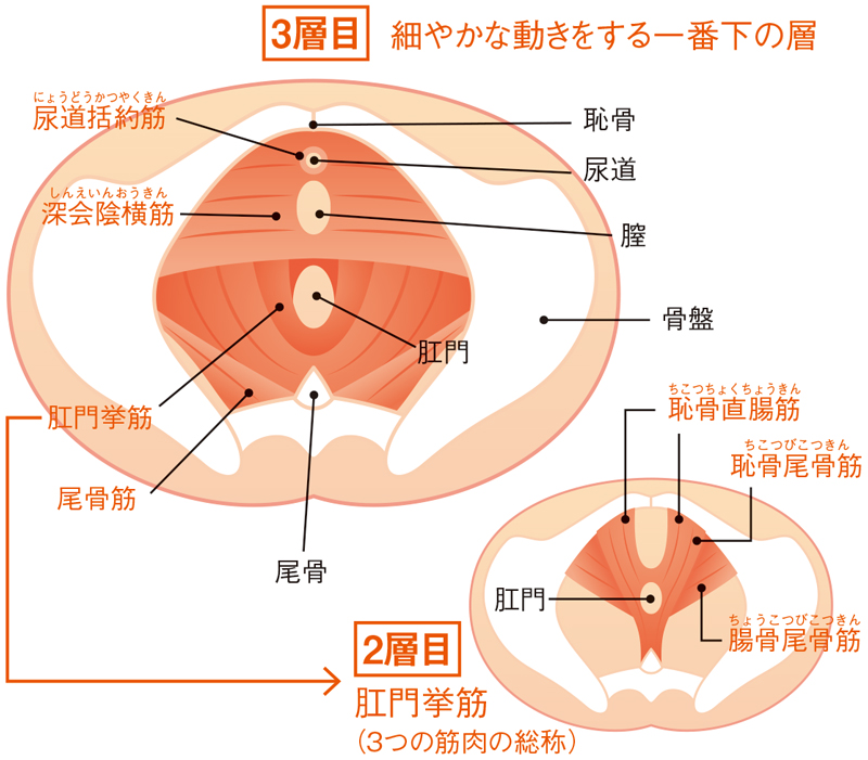 骨盤底筋は弱くなると尿もれ、硬くなると性交痛に （2ページ目）：日経