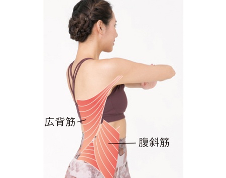 【後】背中側の筋肉も大きく伸び、よく動くようになる 