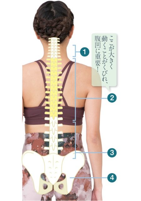背骨は上から頸椎、胸椎、腰椎に分けられる