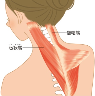 首の前が縮むと、後頭部から背骨をつなぐ「板状筋」が伸びきって緊張状態に。それを支える背中の「僧帽筋」も同時に硬直するため、これらを効果的にほぐすストレッチが有効